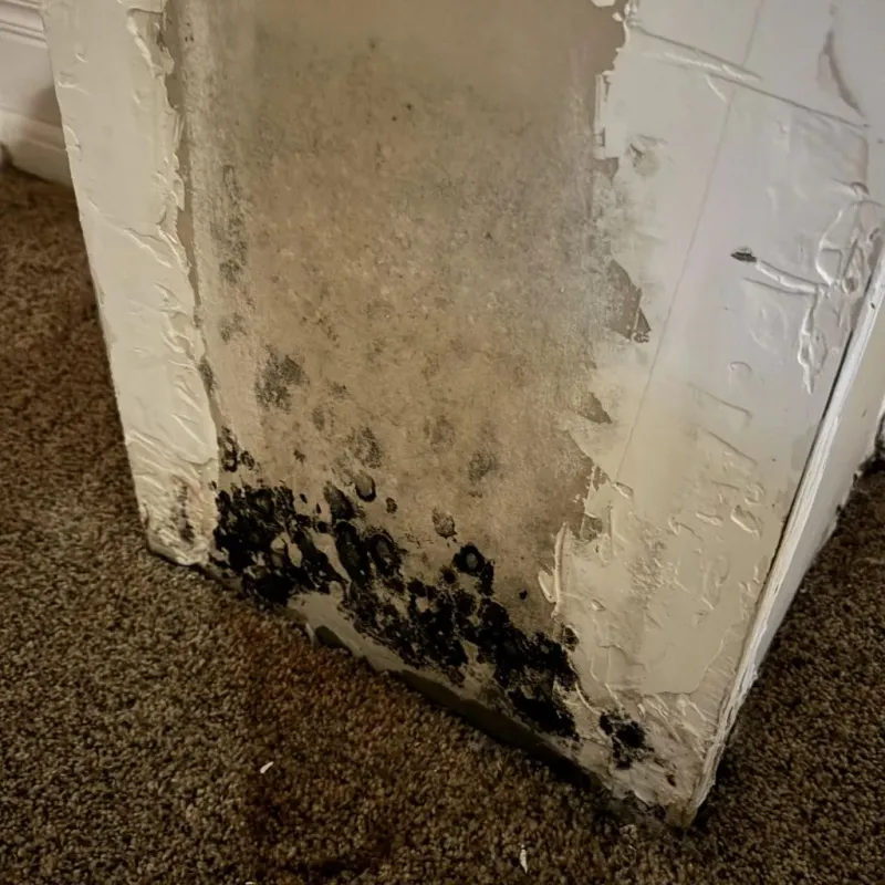 Professional Mold Removal in Richardson, TX